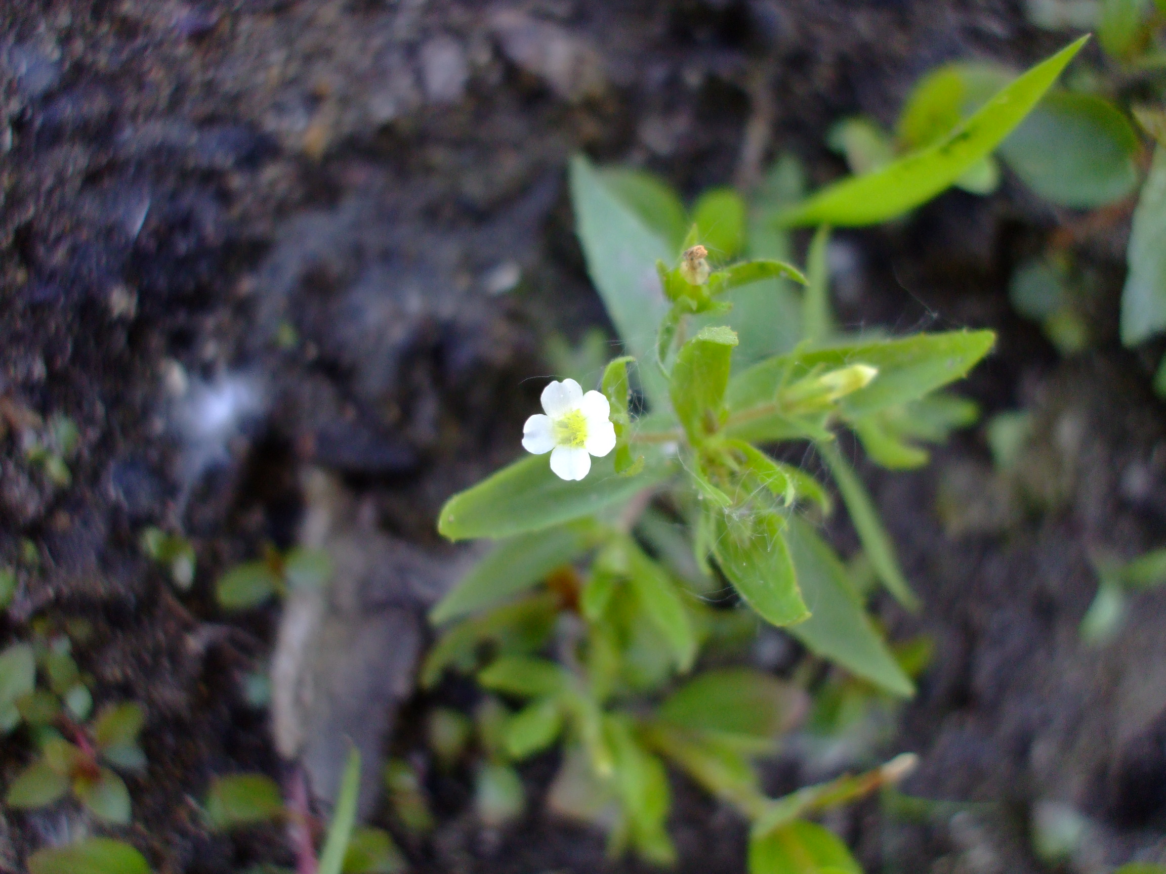 Gratiola neglecta